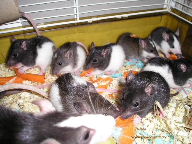pospolu